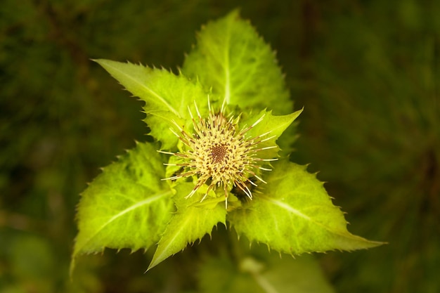 Foto cerca de planta de montaña con flores y hojas espinosas