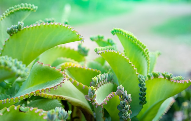 Cerca de la planta pinnata Kalanchoe