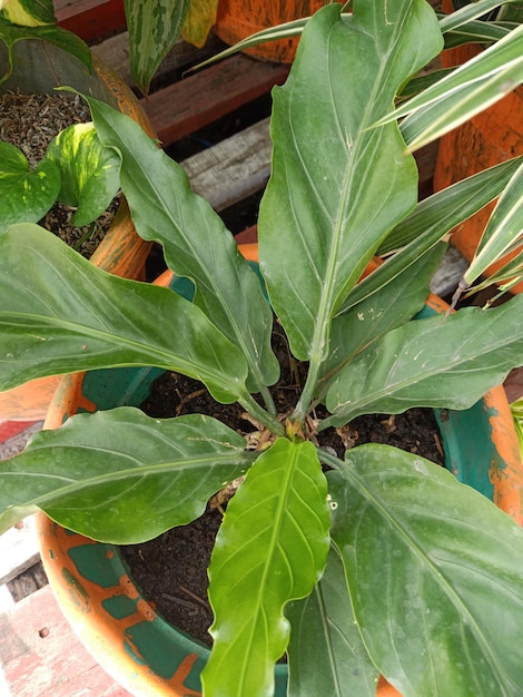 Cerca de la planta de plumas peludas