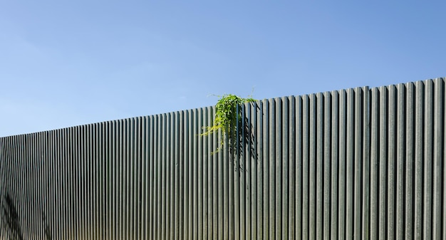 Una cerca con una planta que crece en ella