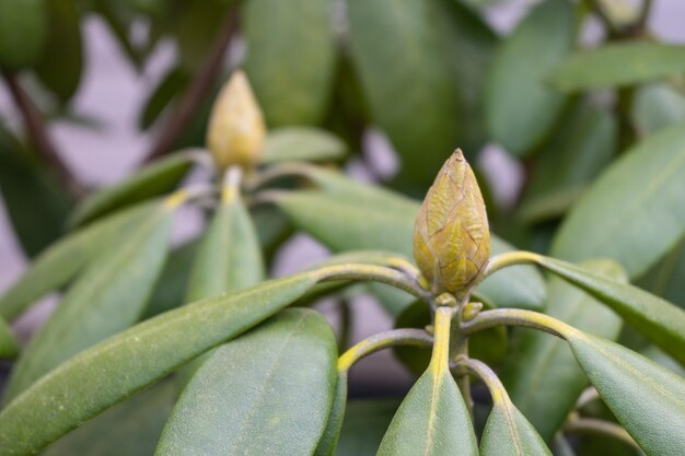 Foto cerca de la planta de rododendro con un bonito brote amarillo de flor no abierto jardinería pasatiempo de primavera