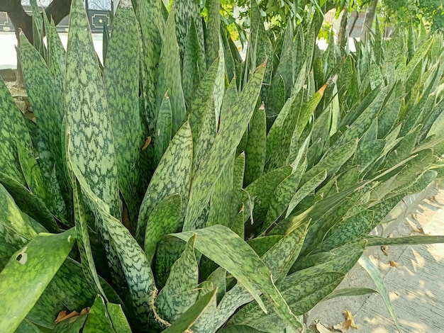 Cerca de planta de serpiente