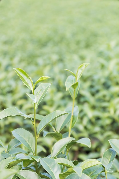 Cerca de la plantación de té verde