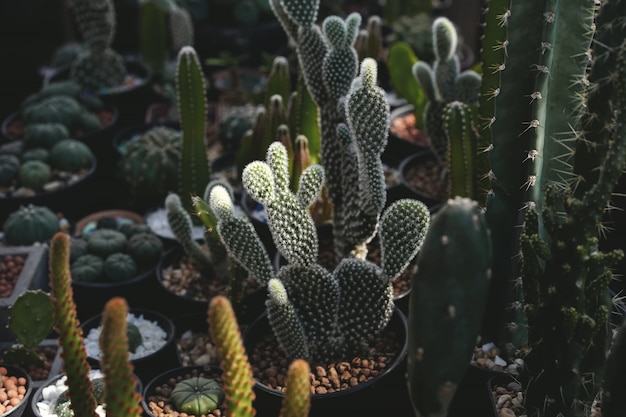 Cerca de las plantas de cactus en la olla