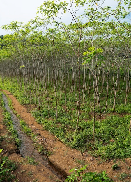 Cerca de plantas con hojas