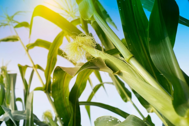 Cerca de las plantas jóvenes de maíz orgánico bajo el amanecer con fondo azul borroso