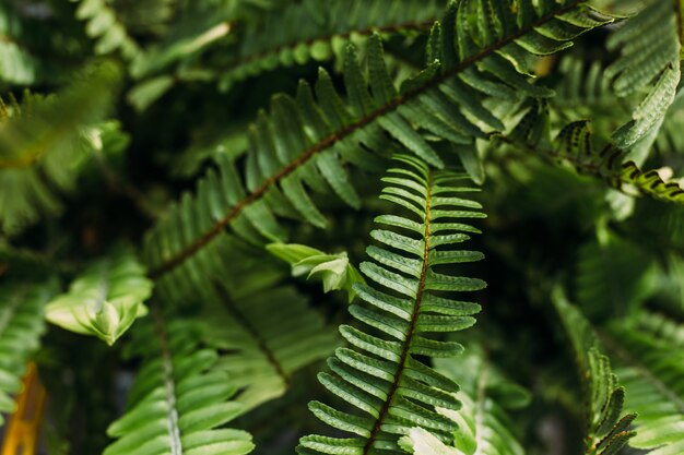 Cerca de plantas en macetas en invernadero