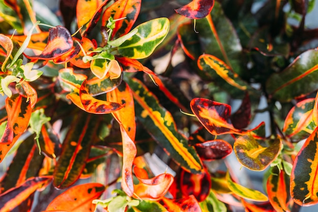 Cerca de plantas en macetas en invernadero