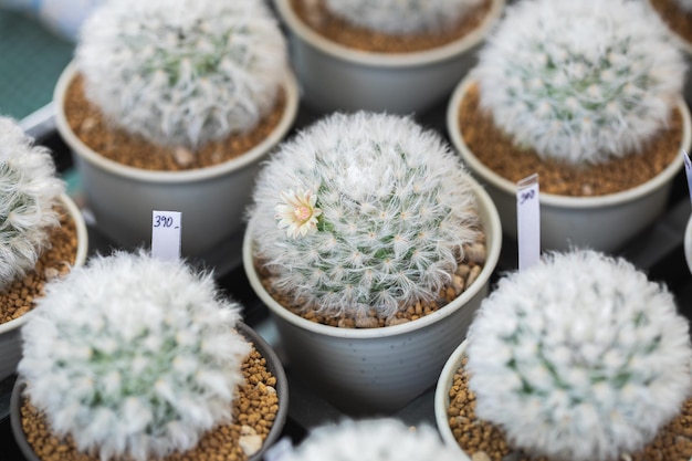 Foto cerca de plantas suculentas de cactus