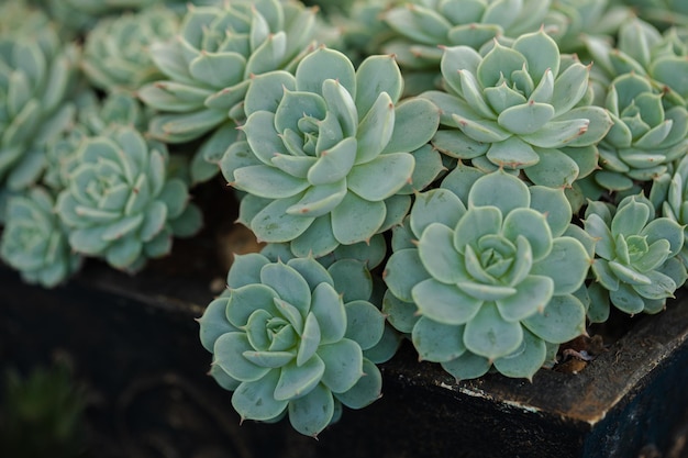 Foto cerca de plantas suculentas de cactus