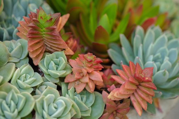 Foto cerca de plantas suculentas de cactus