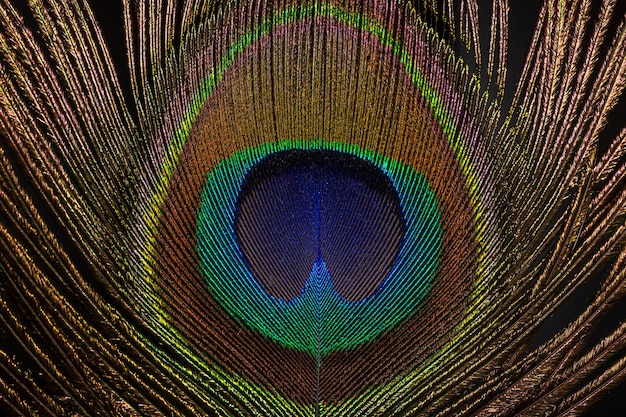 Foto cerca de una pluma de pavo real llenando el bastidor