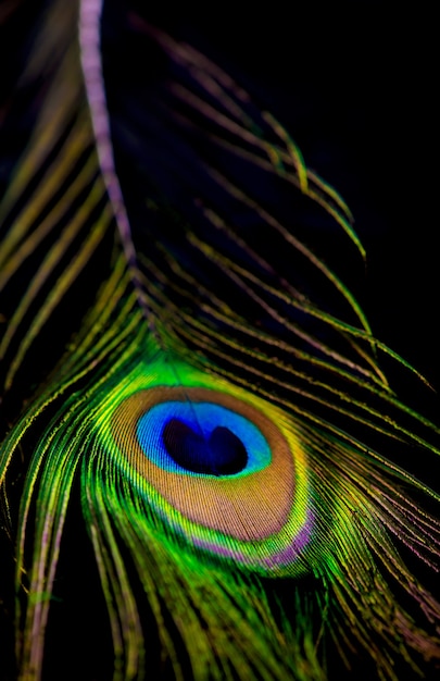 Cerca de una pluma de pavo real llenando el marco, brillante superficie animal