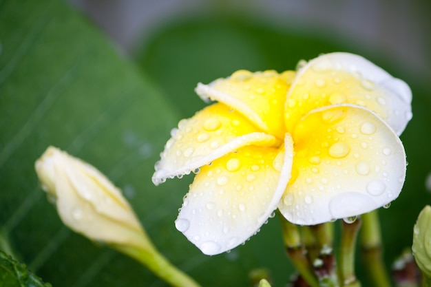 Cerca de plumeria o frangipani florecen en el árbol plumeria