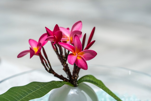 Cerca de plumeria rosa o flor de frangipani en un florero de vidrio