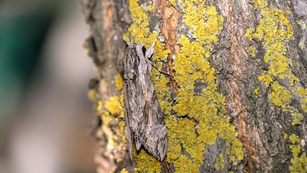 Cerca de polilla se disfraza de un árbol en un musgo, Sochi