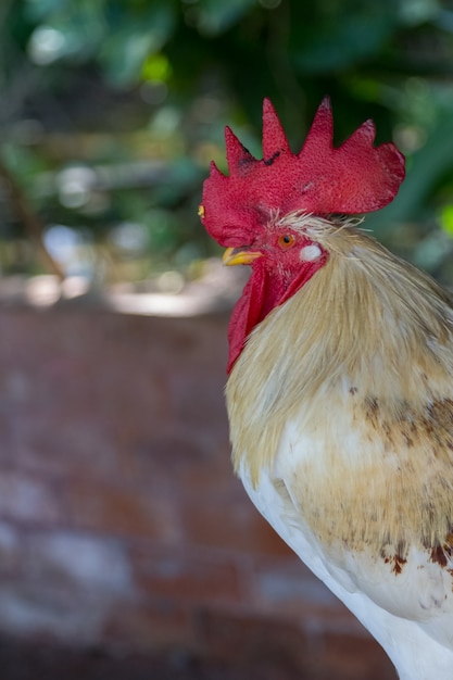 Foto cerca de pollo blanco con cresta de gallo rojo