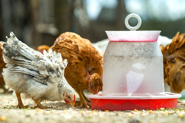 Cerca de pollo de pie en el granero con comedero para pájaros.