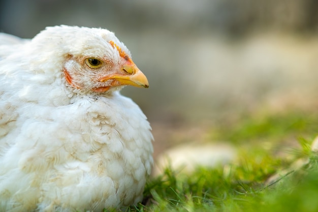 Cerca de pollo de pie en el granero con hierba verde.