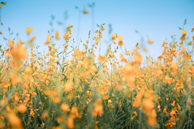 Foto cerca de la pradera de flores amarillas