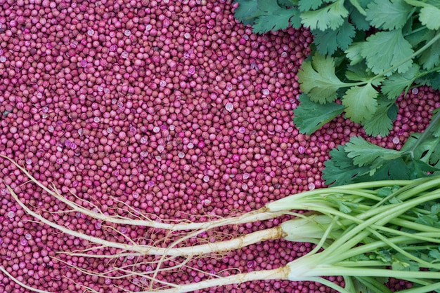 De cerca las raíces de cilantro fresco y las hojas de cilantro en semillas de cilantro secas.