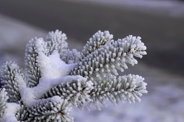 cerca de la rama de abeto esmerilado con nieve