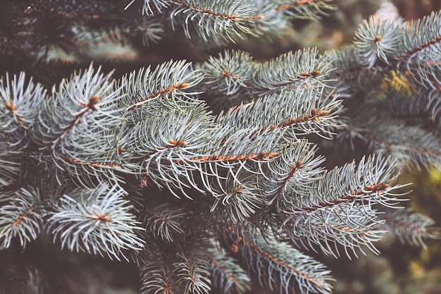 Cerca de la rama de un árbol conífero, árbol conífero