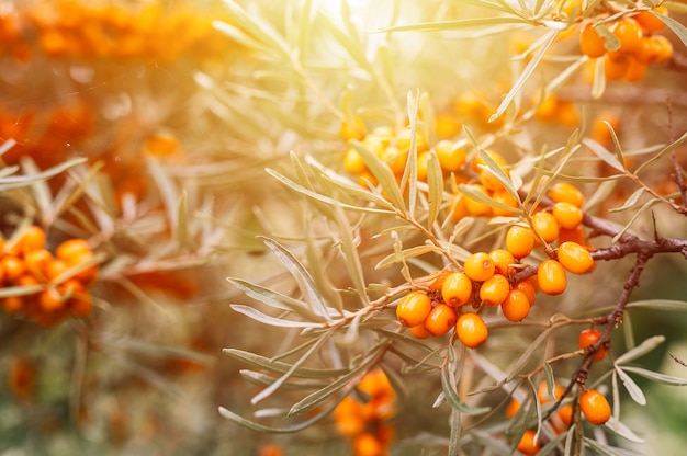 Cerca de una rama de bayas de espino amarillo naranja. muchas bayas útiles de espino amarillo en un arbusto con hojas verdes. la baya de la que se elabora el aceite. profundidad de campo desenfocada o pequeña. llamarada