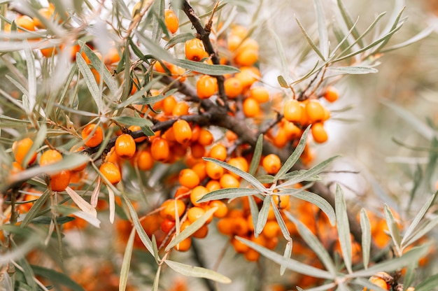 Cerca de una rama de bayas de espino amarillo naranja. muchas bayas útiles de espino amarillo en un arbusto con hojas verdes. la baya de la que se elabora el aceite. profundidad de campo desenfocada o pequeña