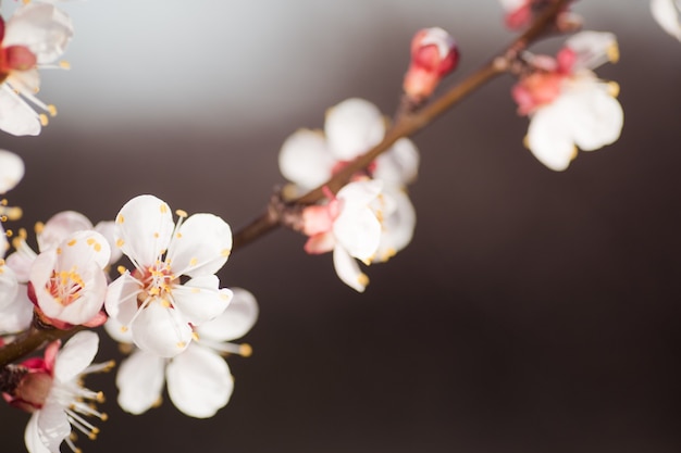 Cerca de la rama con flores de albaricoquero rosa en plena floración