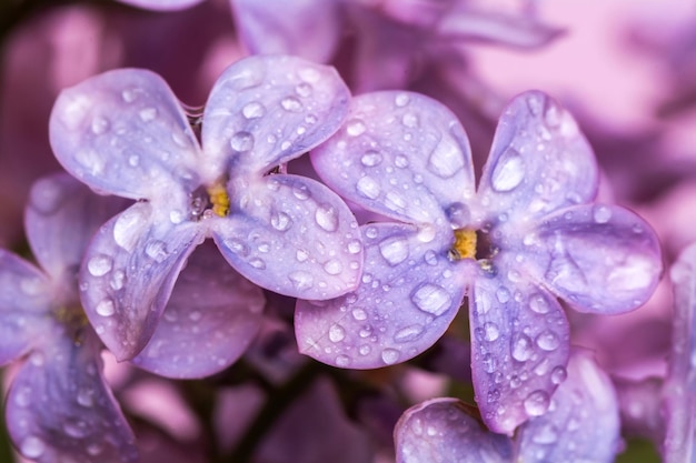 Cerca de una rama de lila con gotas de agua. Macro de una flor de primavera púrpura