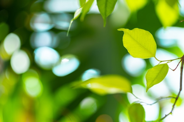 Cerca de la rama de la planta de la casa con hojas en la luz del sol