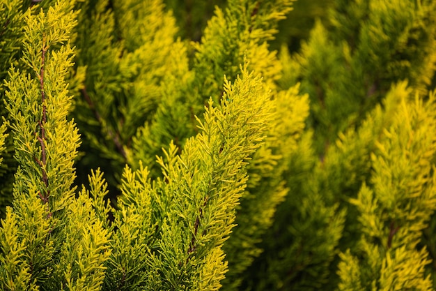 Cerca de las ramas de coníferas jóvenes de color verde brillante sobre una superficie verde borrosa, enfoque suave