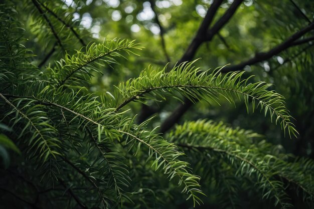 Cerca de las ramas verdes de los árboles