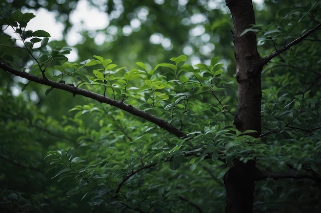 Cerca de las ramas verdes de los árboles