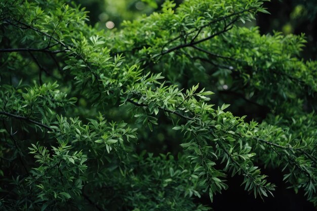 Cerca de las ramas verdes de los árboles