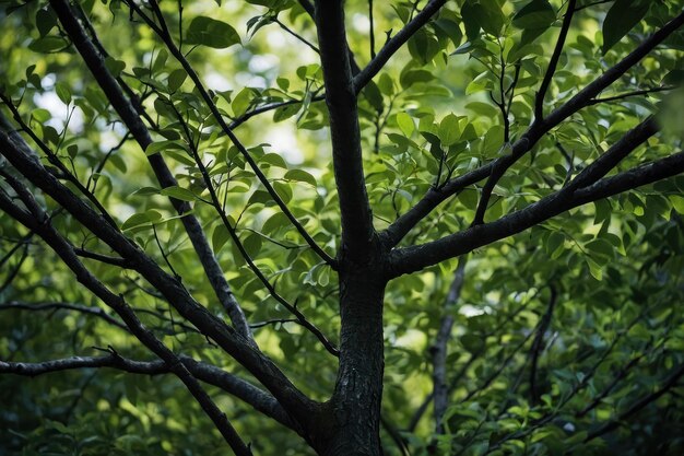 Cerca de las ramas verdes de los árboles