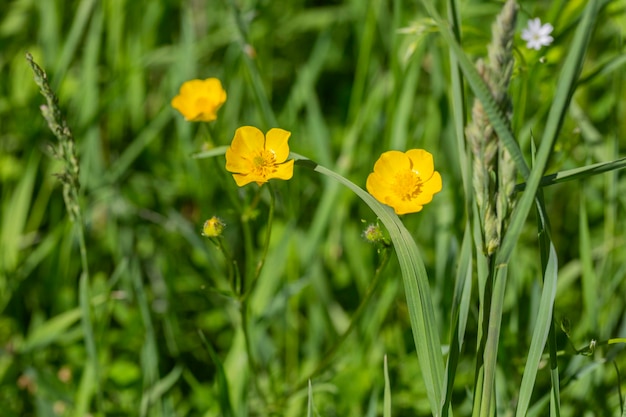 Cerca de Ranunculus arvensisas conocido como ranúnculo de maíz con flores amarillas brillantes es una especie de planta