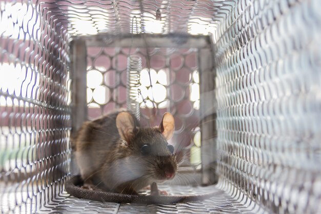 Foto cerca de la rata ansiosa atrapada y atrapada en una jaula de metal