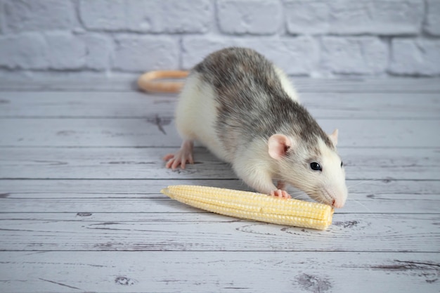 Cerca de una rata comiendo un maíz maduro amarillo