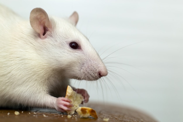 Cerca de rata doméstica blanca comiendo migajas de pan.