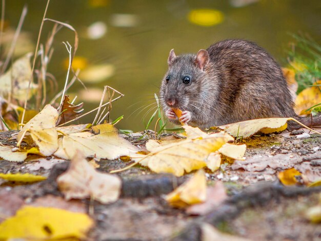 Cerca de rata salvaje comiendo comida en el bosque de otoño