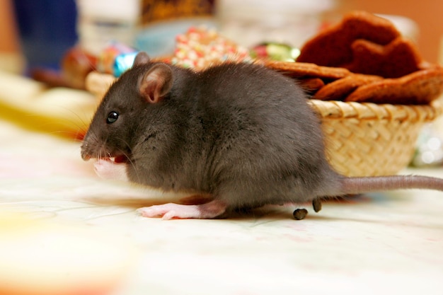 Cerca de ratas grises jóvenes (Rattus norvegicus) en la mesa de la cocina en busca de comida