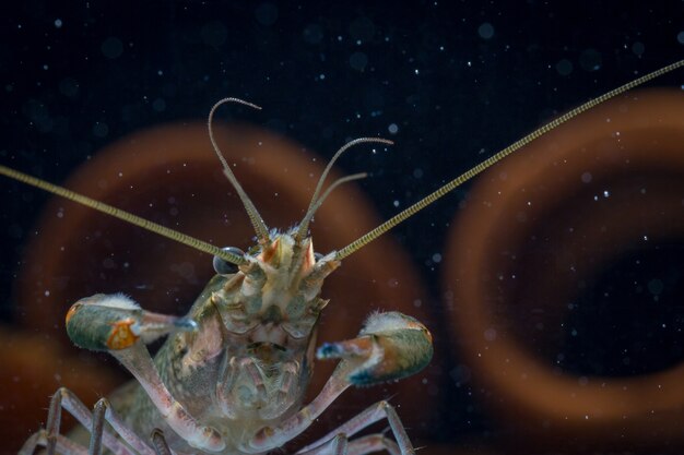 Cerca de Red Lobster Claws en pecera