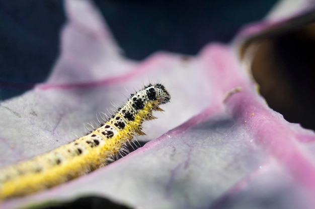 Cerca de repollo blanco Caterpillar moviéndose sobre una hoja de repollo rojo Pieris brassicae