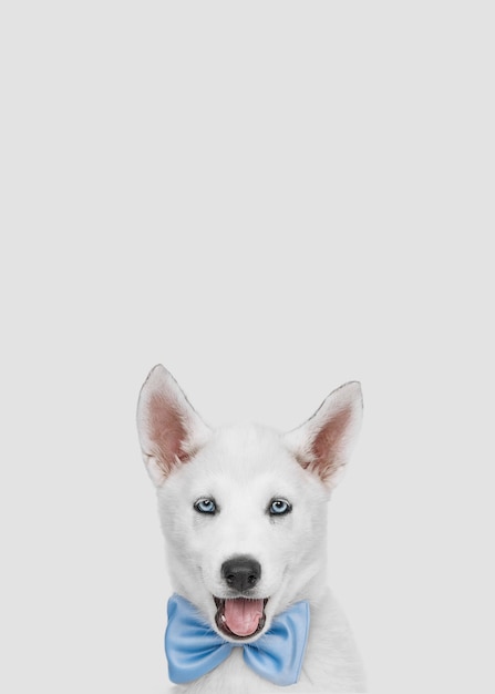 Cerca de retrato de Husky siberiano aislado