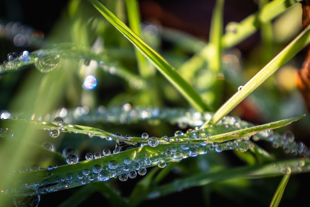 Cerca del rocío fresco de la mañana en la hierba de primavera