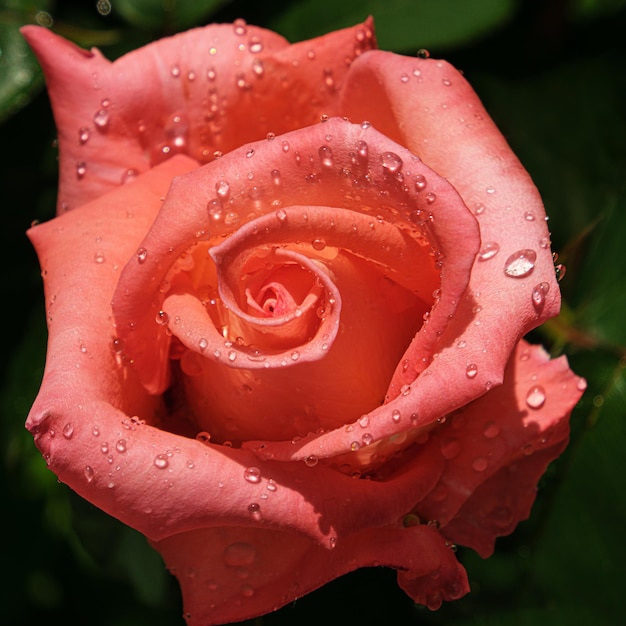 Cerca de una rosa rosa con gotas de agua