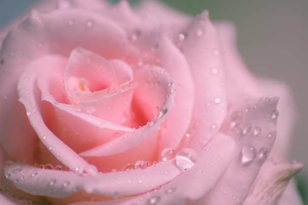 Cerca de una rosa rosa que florece y tiene gotas de agua en sus pétalos Fondo de flores