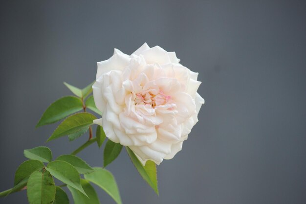 cerca de rosas blancas con un fondo borroso en frente de la terraza de la casa